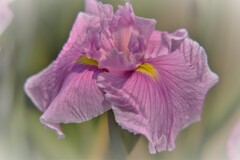 花菖蒲　2