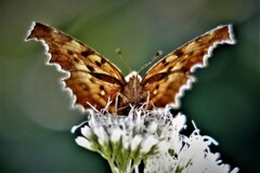 フジバカマにタテハ・・・