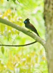 サンコウチョウ　初撮れ・・・