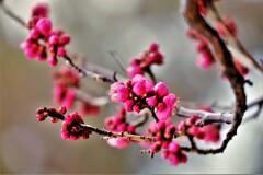 花塊・・・