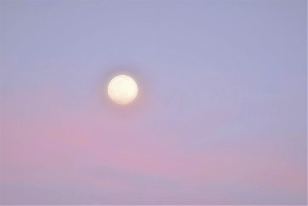 朧月・・・