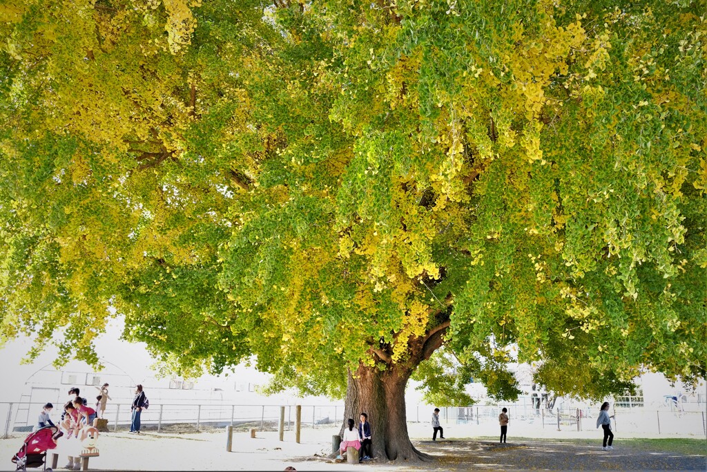 今年も早すぎた・・・