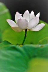 おそがけの華