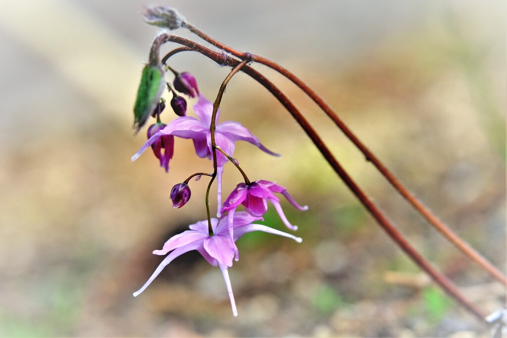 季節の花イカリソウ・・・