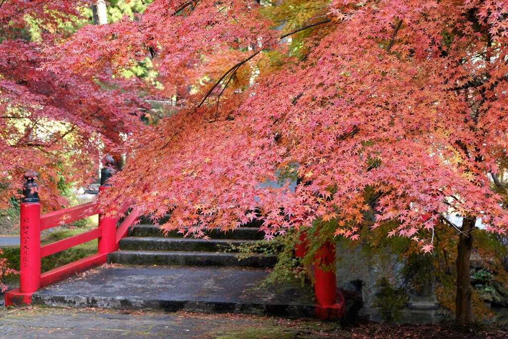 枝垂れ・・・