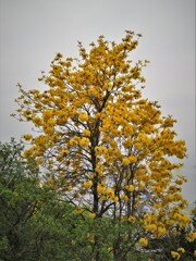 黄色な木花・・・