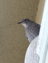 軒下のイソヒヨ・・・