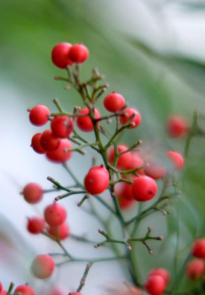 赤い実　なんてん・・・