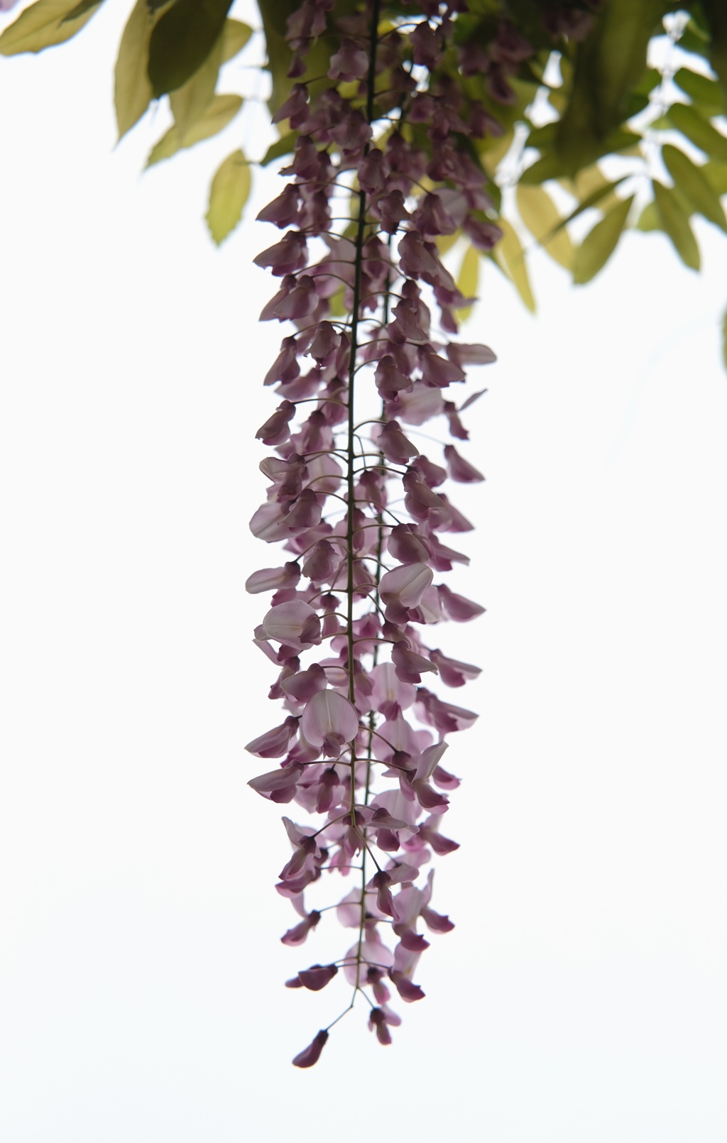 DSCF8177