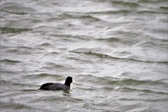 浮かんでる・・・