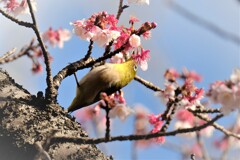 寒桜にて・・・