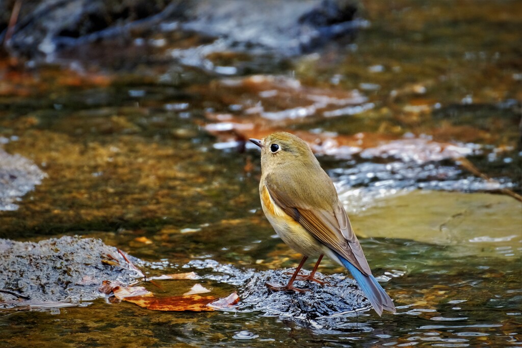 水辺のルリ・・・