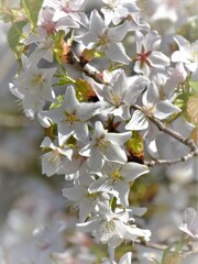 山桜・・・
