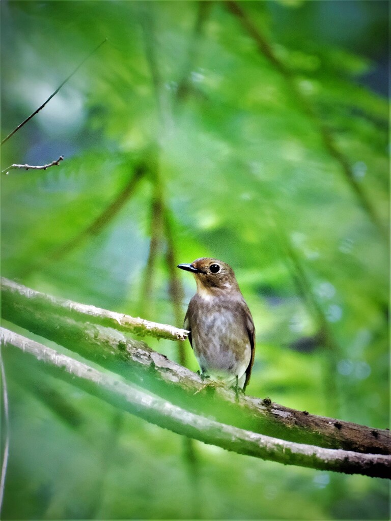 オオルリ　♀2