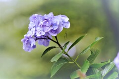 未だ咲く・・・