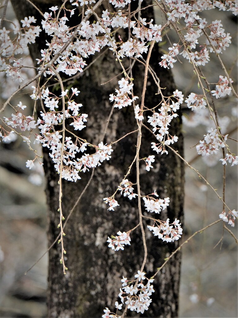 枝垂れ桜・・・