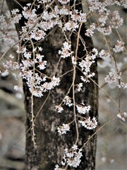 枝垂れ桜・・・