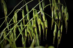 牧野富太郎の世界・・・1