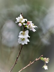 十月桜・・・・