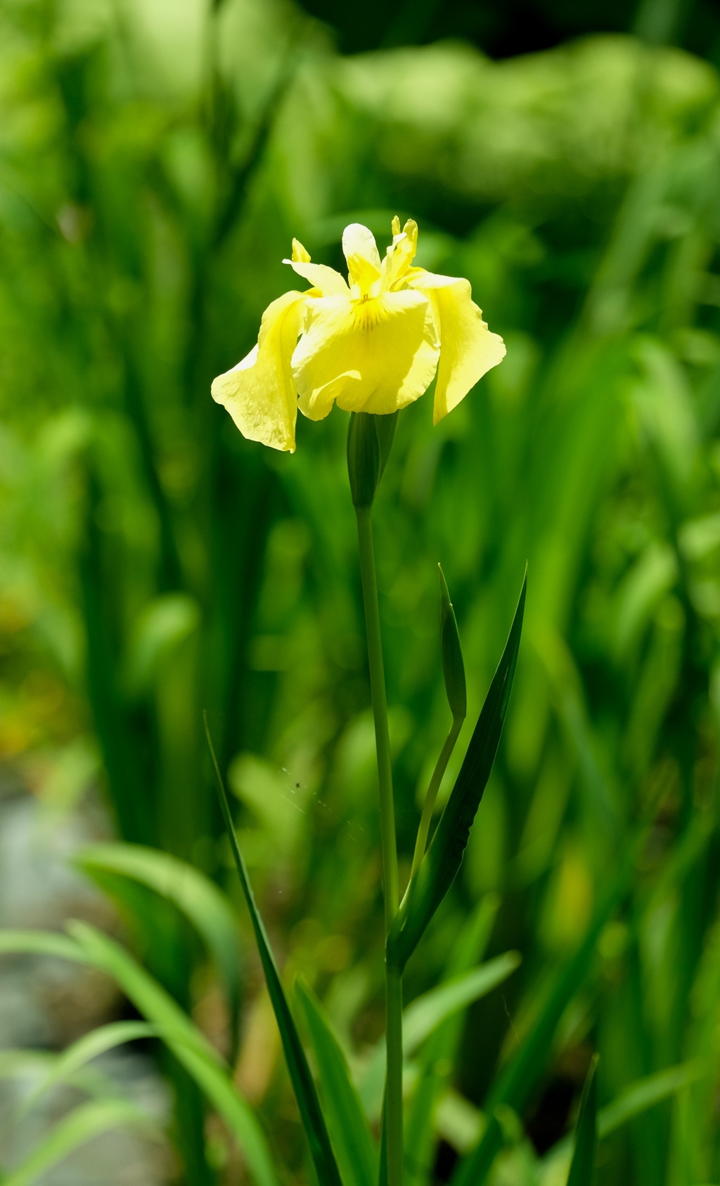 DSCF8379・・・2