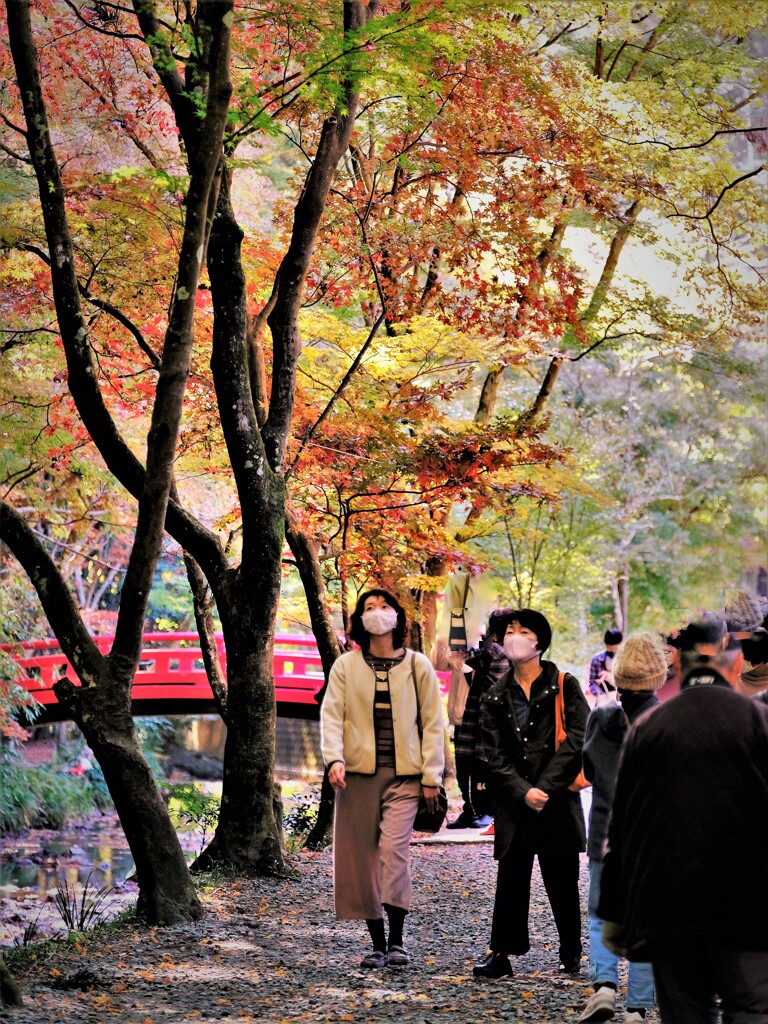 紅葉狩り・・・