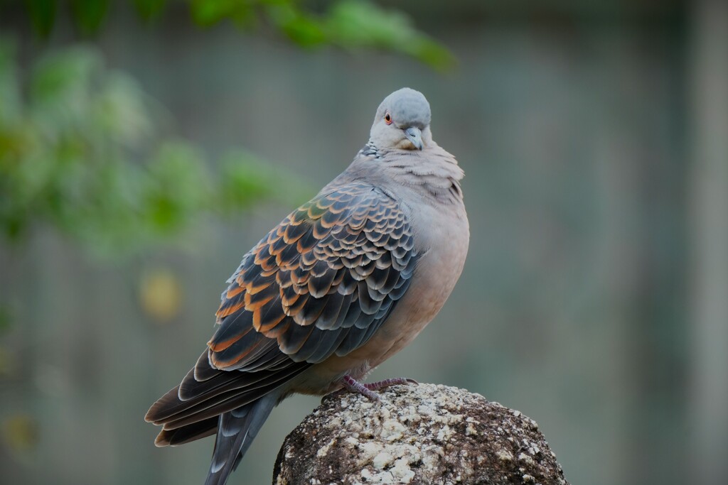 庭に来る鳩・・・