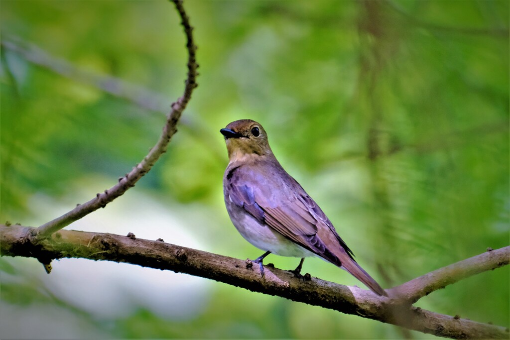 オオルリ　♀
