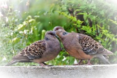 庭によく来る夫婦・・・