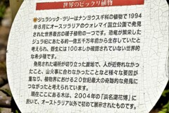 ジュラシックツリーとは・・・