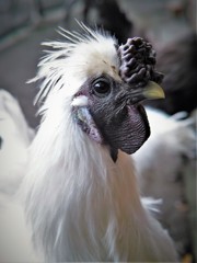 烏骨鶏　♀