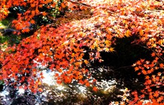 DSCF7293