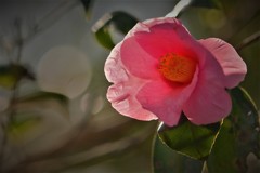椿　1