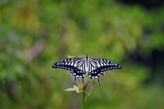 ナミアゲハ・・・