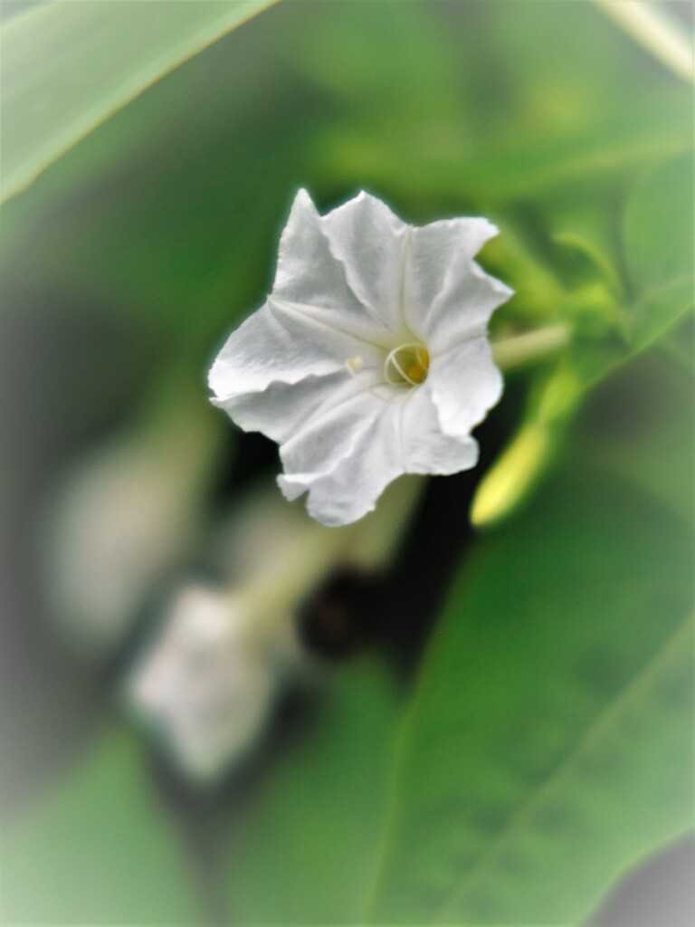 おしろい花　白