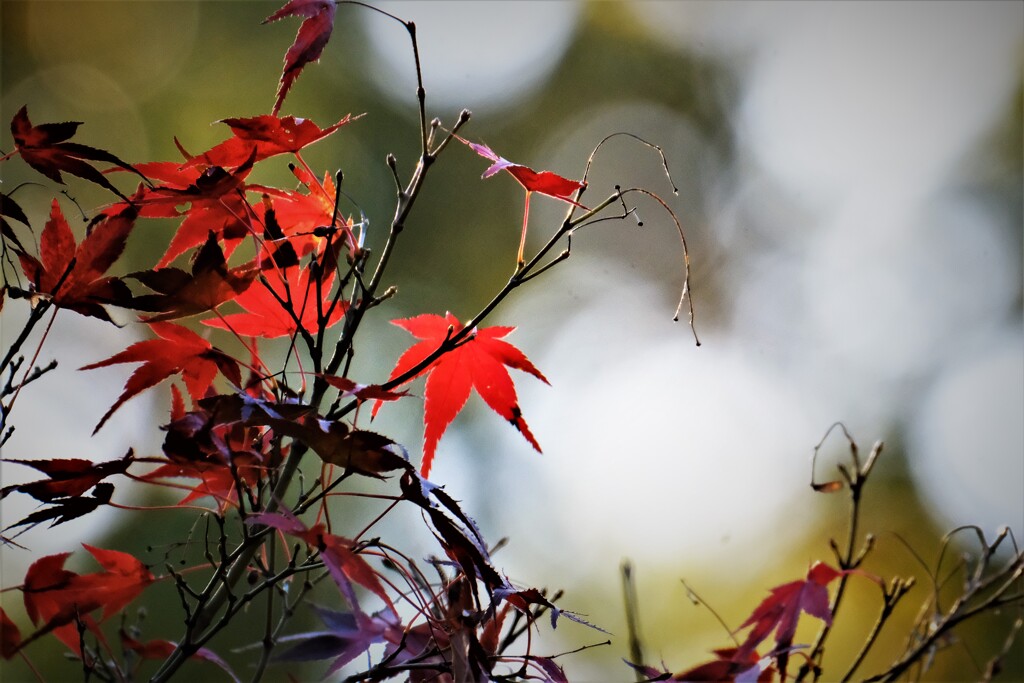 枝先の紅葉・・・