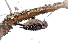 コツコツと忙しい・・・