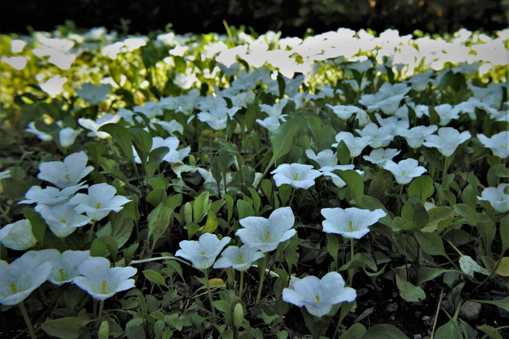 名前知らずの草花・・・