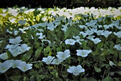 名前知らずの草花・・・