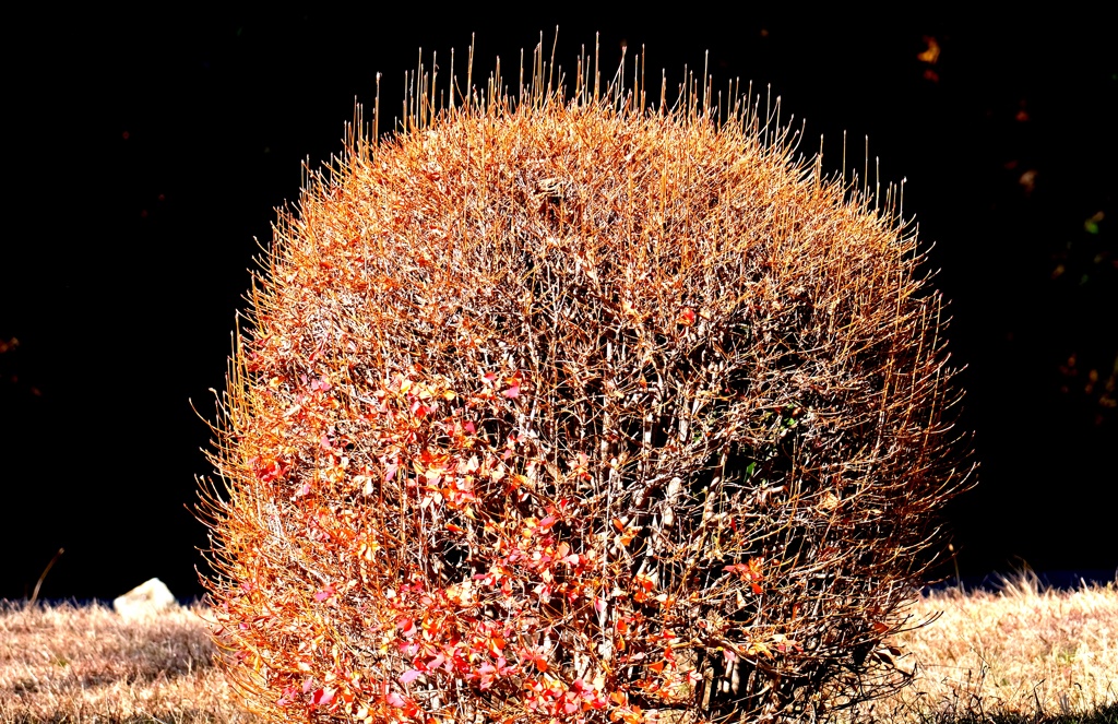 どうだんつつじ・・・・