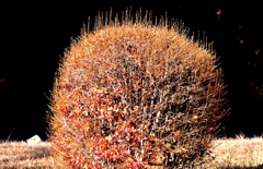 どうだんつつじ・・・・