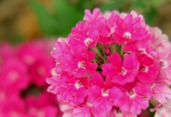 隣家のピンクな花環・・・