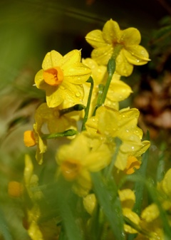 黄すいせん・・・