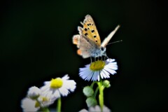 DSCF0002