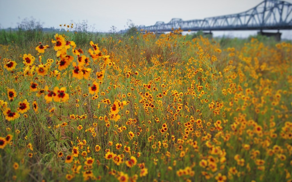 川原の花・・・