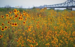 川原の花・・・