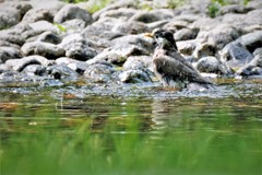 ムクちゃん水浴び・・・