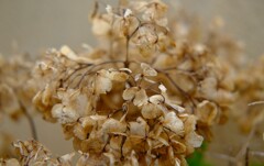 紫陽花の今・・・