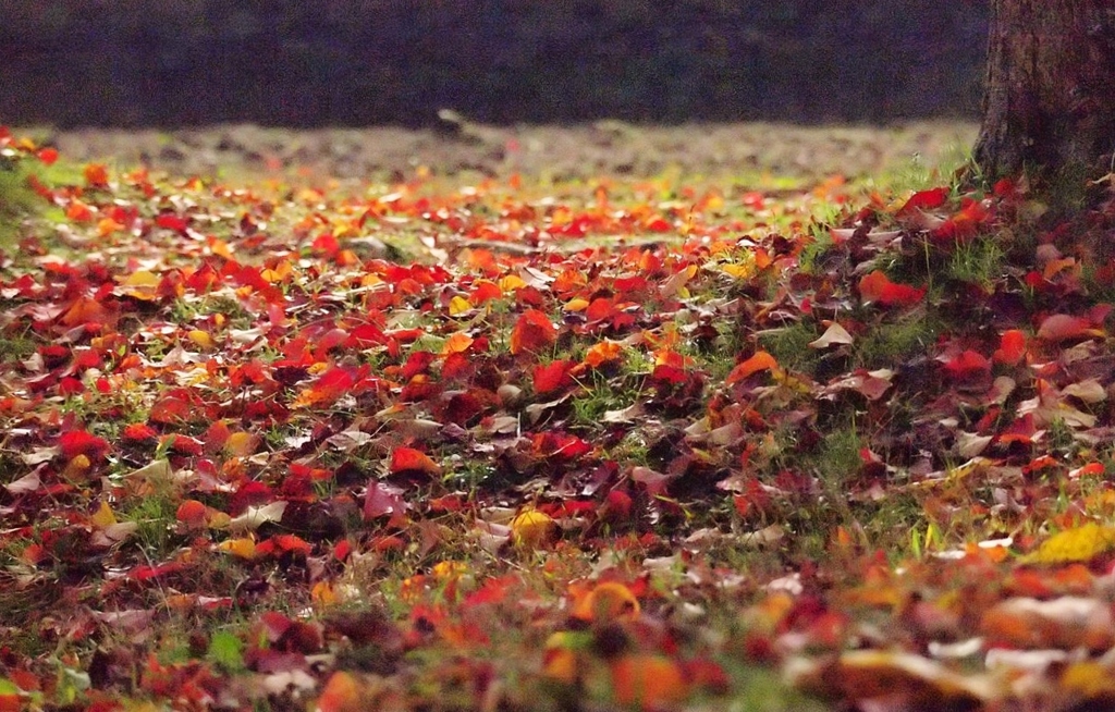 ナンキンハゼ　落葉・・・
