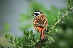 ホウジロさん・・・