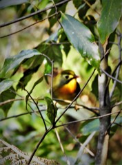 相思鳥に合えたけど・・・